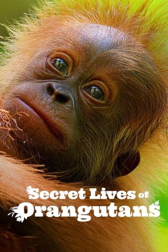 Poster de Secret Lives of Orangutans